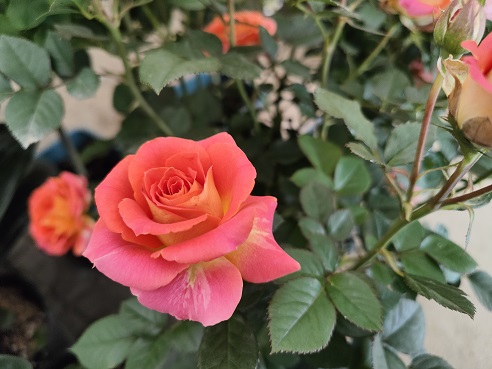 廚房吸油花卉養(yǎng)護|西安嘉禾苗圃