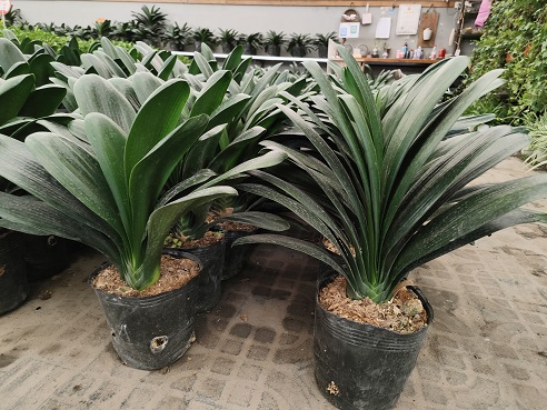 廚房吸油君子蘭花卉養(yǎng)護|西安嘉禾苗圃