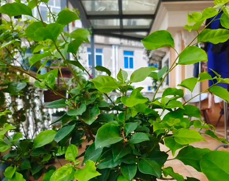 三角梅不開花|西安嘉禾苗圃