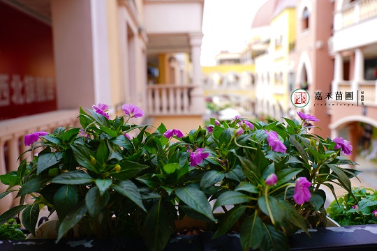 西安首創(chuàng)奧萊綠植租賃|西安嘉禾苗圃