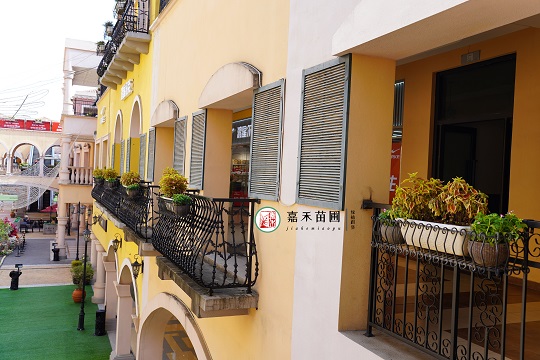 西安首創(chuàng)奧萊戶外綠植|西安嘉禾苗圃