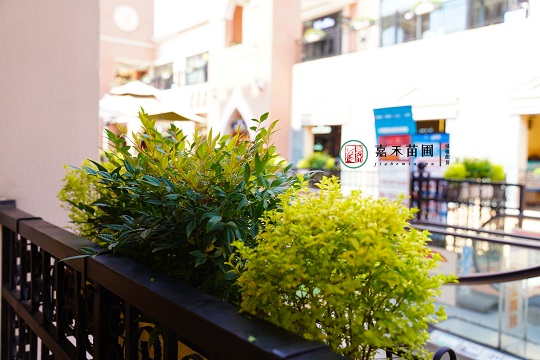 西安首創(chuàng)奧萊綠植租擺|西安嘉禾苗圃