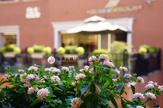 西安首創(chuàng)奧萊綠植租賃案例|西安嘉禾苗圃