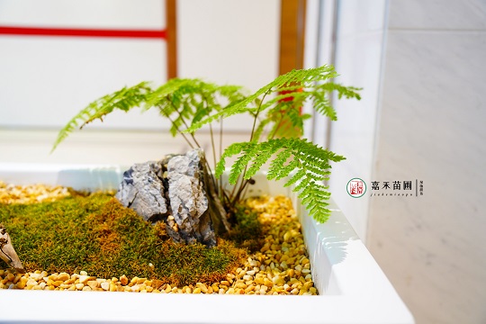 西安商場綠植租賃|西安嘉禾苗圃