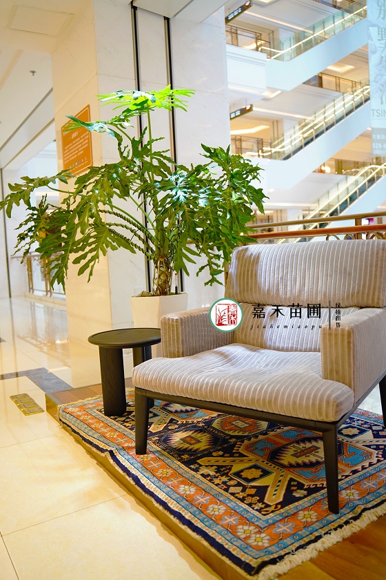 大明宮鉆石店綠植租賃|西安嘉禾苗圃