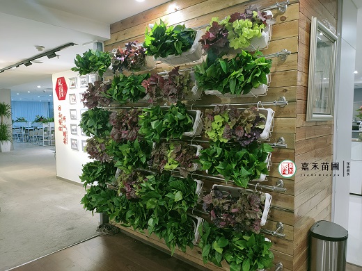 西安綠植墻綠植租賃|西安嘉禾苗圃