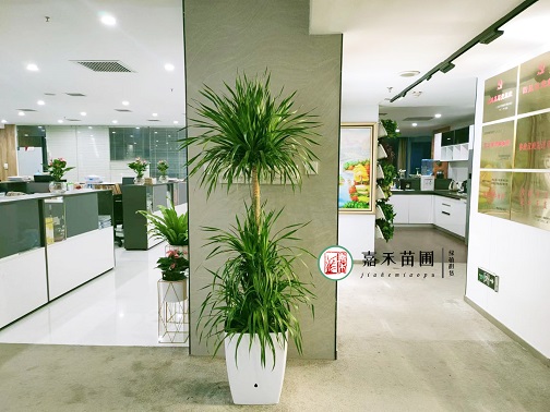 西安辦公區(qū)綠植租賃|西安嘉禾苗圃