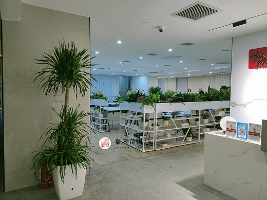 西安綠植租賃電話(huà)|15202909185西安嘉禾苗圃