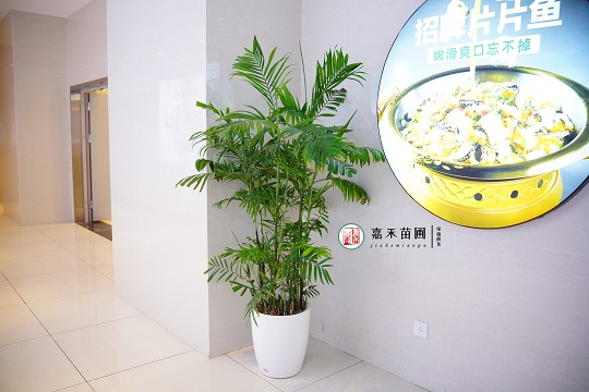 西安綠植租賃圖片|西安嘉禾苗圃