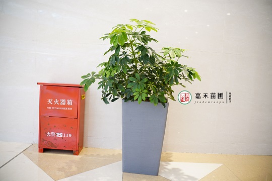 西安商場綠植租賃|西安嘉禾苗圃
