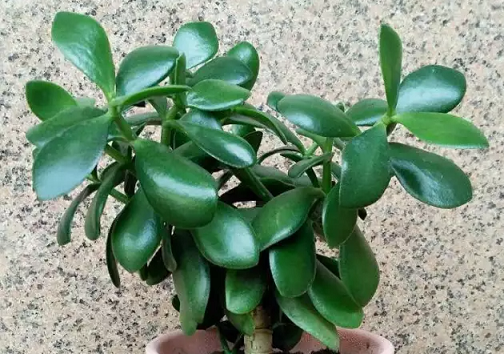 “燕子掌”玉樹爛根|西安嘉禾苗圃