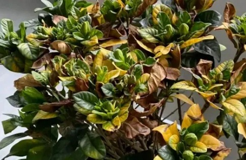 梔子花枯萎|西安嘉禾苗圃