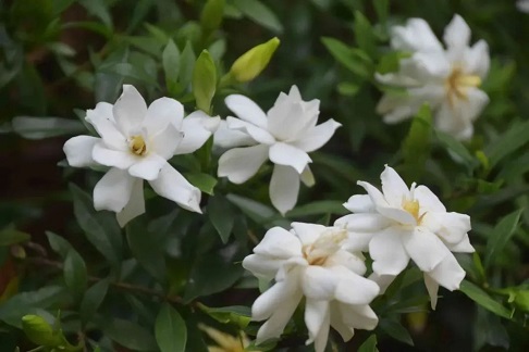 梔子花掉葉子|西安嘉禾苗圃