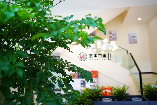 西安綠植租賃案例：西安嘉禾苗圃