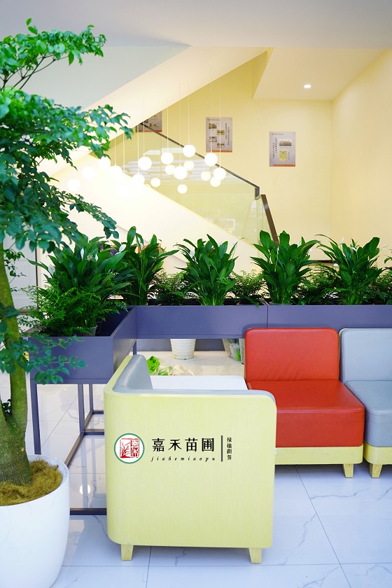 西安銀行綠植租擺：西安嘉禾苗圃