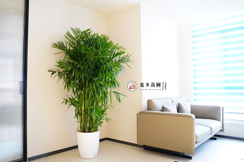 西安綠植租賃公司|西安嘉禾苗圃