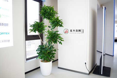 西安辦公室綠植租賃|西安嘉禾苗圃
