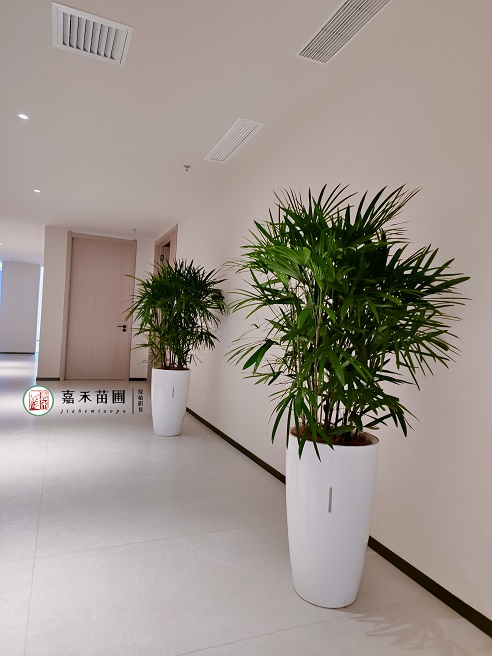 西安綠植租擺公司|西安嘉禾苗圃