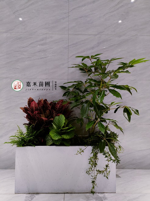 西安綠植租擺電話|15202909185西安嘉禾苗圃