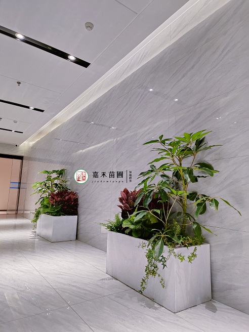 西安綠植租擺商家|西安嘉禾苗圃