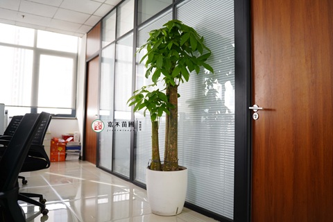 西安辦公區(qū)綠植租賃|西安嘉禾苗圃