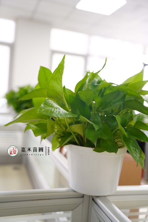 西安雁塔區(qū)綠植租賃公司|西安嘉禾苗圃