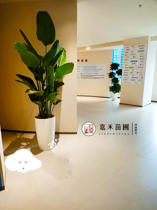 西安公司綠植租賃|西安嘉禾苗圃