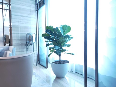 琴葉榕怎么養(yǎng)護(hù)|西安嘉禾苗圃綠植租賃