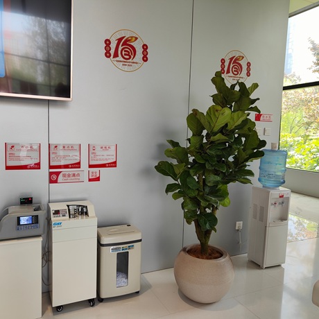 西安嘉禾苗圃綠植租賃琴葉榕擺放