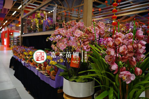 大花蕙蘭從入手到來年復(fù)花詳細攻略|西安嘉禾苗圃