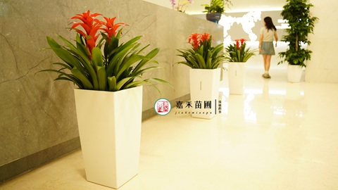 西安辦公室租綠植|西安嘉禾苗圃