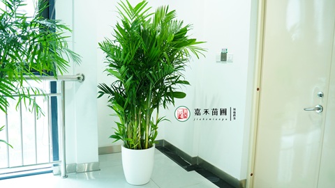 西安綠植租賃哪家好|西安嘉禾苗圃